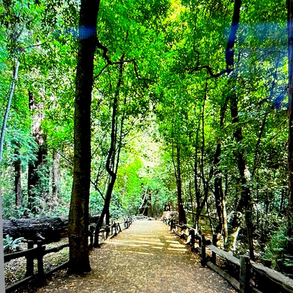 Trees - Picture 1 of 1